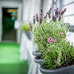 Alma Aparthotel